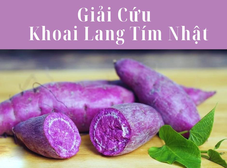 KHOAI LANG TÍM KHIẾN UNG THƯ TỰ TIÊU TAN